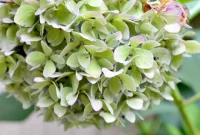 Hydrangea’s Dynamic Color Palette