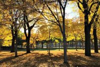 Crisp Winds, Chicago Gold