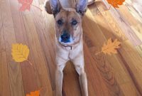 Charlie’s Heartfelt Thanksgiving Wishes