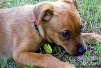 The Day My Car Died, My Dog Peed, And I Found Gratitude