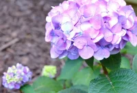 Summer Hydrangea Splendor in the Corner Garden
