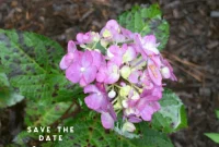 Mastering Hydrangea Pruning When and How for Fall and Winter