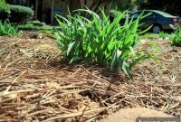 Daylily Garden Report
