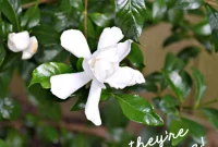 Vibrant Gardenia Garden Beds