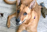 A Pawsitive Start: Welcoming Your New Dog