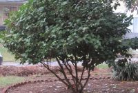The World of Shrubs and Trees