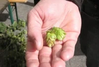 Hoppy Trails: Europe’s Beer Journeys