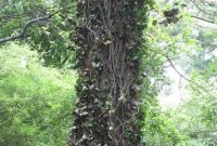 Permanently Eliminate English Ivy