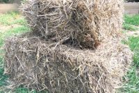 Autumn Lawn Overseeding and Yard Winterization
