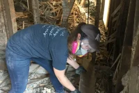 Raleigh Remodelers and Etta’s Grueling Rescue