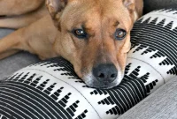 Charlie’s DNA Test: His Breed Revealed!