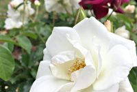 Spring’s Grand Entrance: Roses Beyond Compare