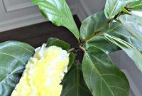 The Secret to Brilliant Houseplant Leaves