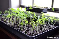Sprouting My First Veggie Patch
