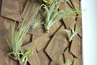 Crafting Unique Air Plant Displays from Reclaimed Wood