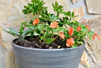 6 Simple DIY Ideas for Effortless Covered Porch Plants