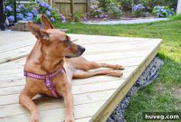 Beat the Heat: 7 Ways to Keep Your Dog Cool All Summer