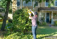 Transforming Shrubs into Elegant Small Trees
