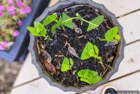 Grow More Hydrangeas: 3 Simple Propagation Methods