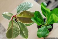 Online Houseplant Shopping Made Easy: Expert Tips and My Favorite Retailers