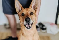 Farewell My Beloved Charlie Girl