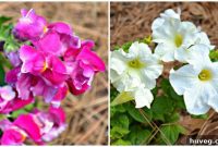Night Shift Sowing: Rapid Spring Revitalization
