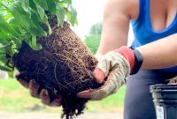 Unleash Your Garden’s Potential: Build a Breathtaking Flower Bed for Ultimate Curb Appeal