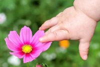 Unlock the Beauty of a Summer Butterfly Garden