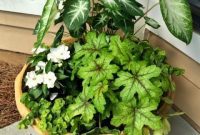 My Spontaneous Pot Garden
