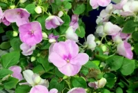 The Great Unfolding