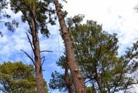 Troublesome Tree Solutions