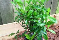 No-Dig Lasagna: Building Your Raised Garden