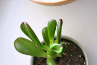 Small Space Succulent Success