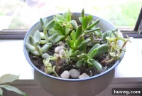 Succulent Kitchen Accents