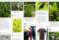 Pinterest’s Glorious Mayhem