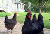 The World of Donkeys Guineas and Nugs Part One