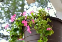 Frugal Flora: Smart Buys for Perennials and Hanging Plants
