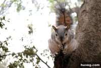 Why Squirrels Are The Worst