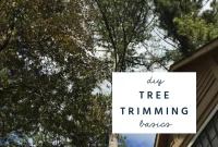 DIY Tree Pruning and Trimming Essentials