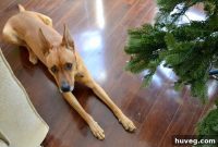 The New Tree, the Tidy-Up, and Charlie