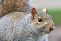 Attic Anarchy The Squirrels Encore