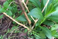 My Epic Gardening Fail