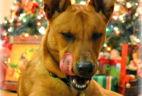 From Our Ugly Duckling House, Let the Howl-idays Begin!