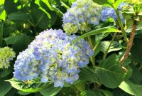 Transforming Hydrangea Hues