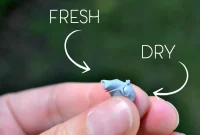 Keep Caulk and Glue Fresh Between Projects