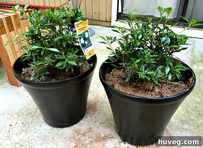 Transformed black planters in the backyard