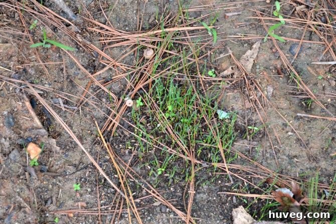 new grass growing in the backyard