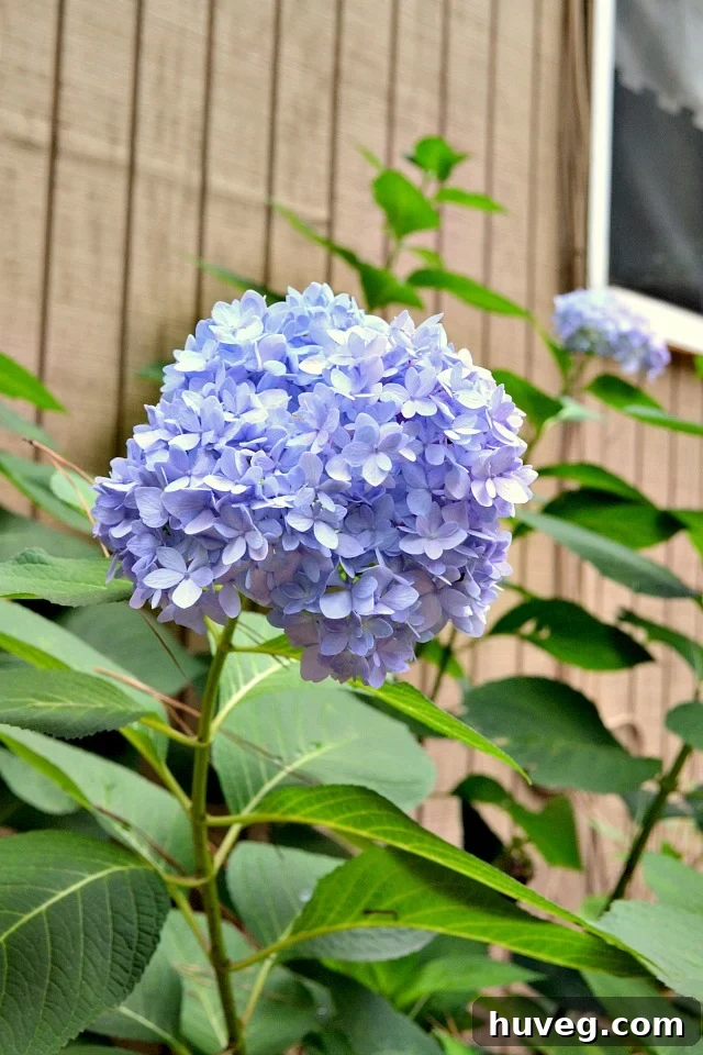 blue mophead hydrangea thriving beautifully in the backyard