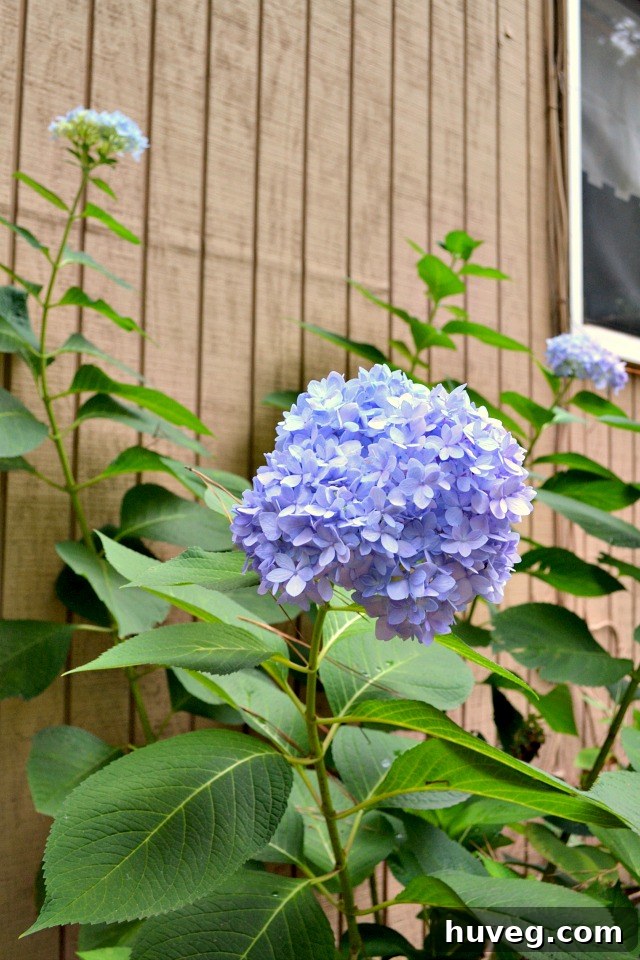 hydrangea flowers growing abundantly, transitioning to beautiful fall colors