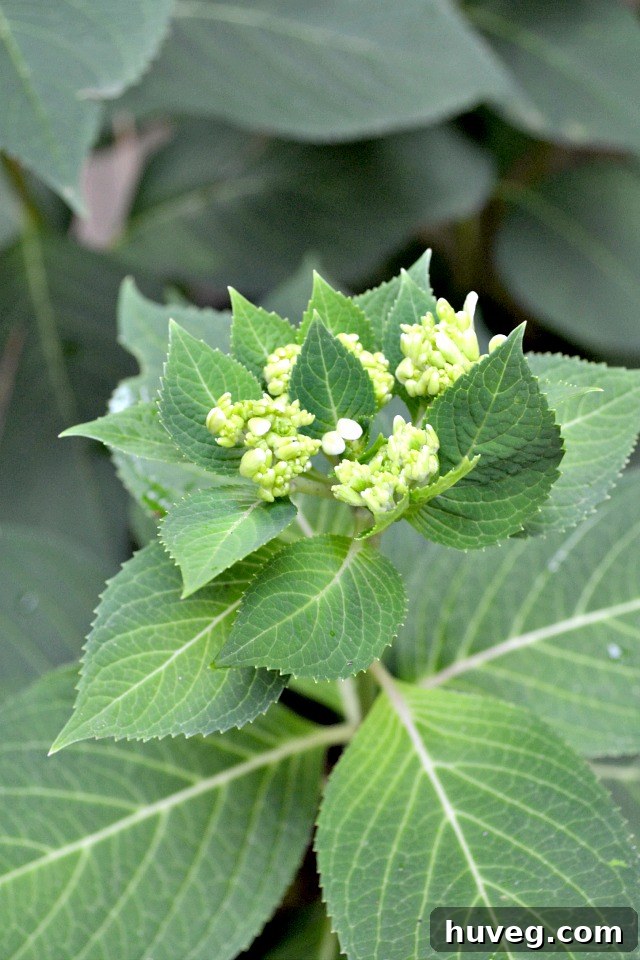 fall hydrangeas with spent and new buds, indicating the need for pruning